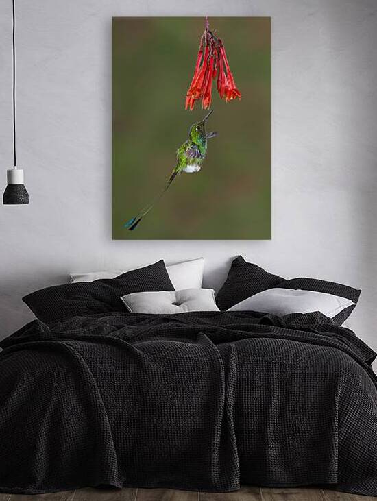 White-booted racket-tail Hummingbird in Flight  by Jerry Fornarotto