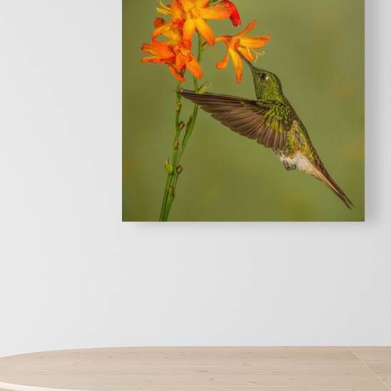 Buff-tailed Coronet Hummingbird No 1 by Jerry Fornarotto
