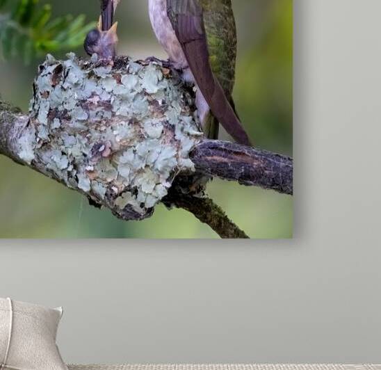 Ruby-throated Hummingbird Feed Chick by Jerry Fornarotto