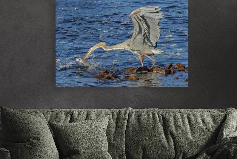 Great Blue Heron Catching a Shad by Jerry Fornarotto