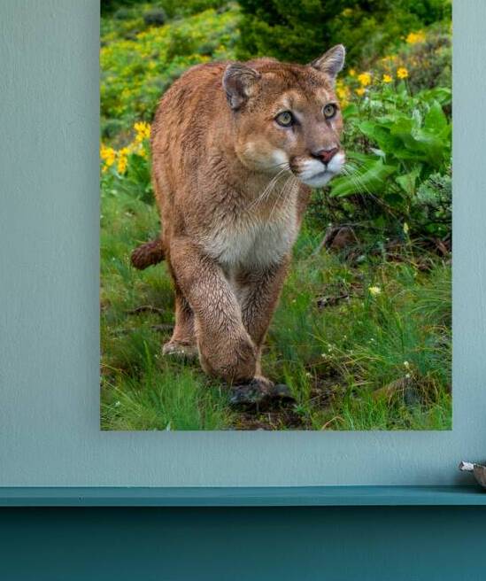 Mountain Lion walking on Path by Jerry Fornarotto
