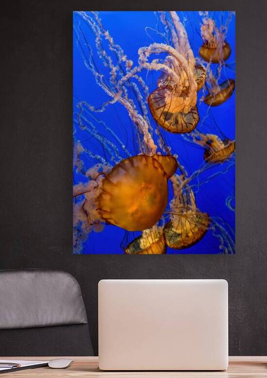 Pacific Sea Nettle Jellyfish by Jerry Fornarotto