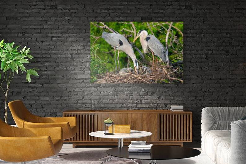 Great Blue Heron Rerguritatiting by Jerry Fornarotto