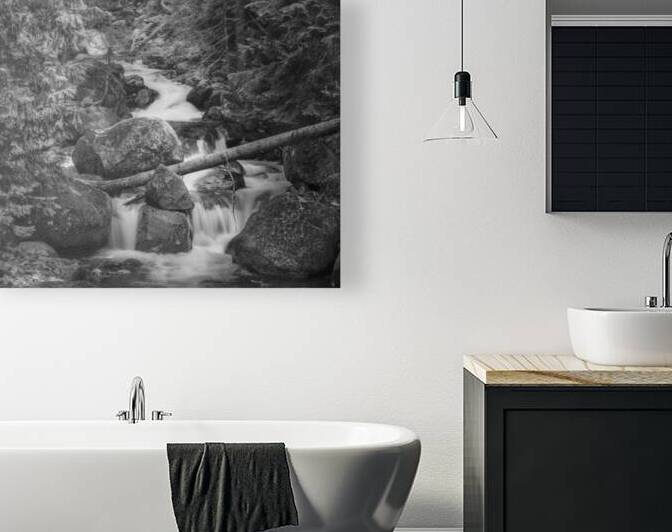 Forest Stream B W 4183b Reproduction