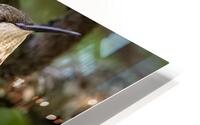 Nesting Ruby-throated Humminngbird HD Metal print