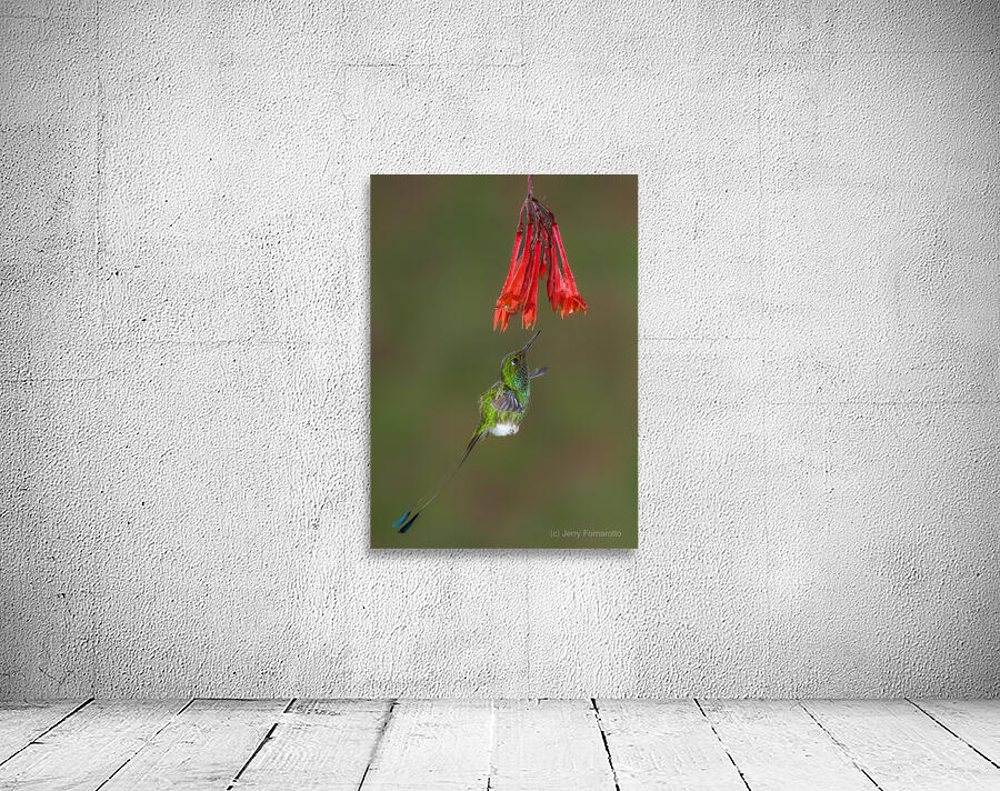 White-booted racket-tail Hummingbird in Flight  Wall Preview