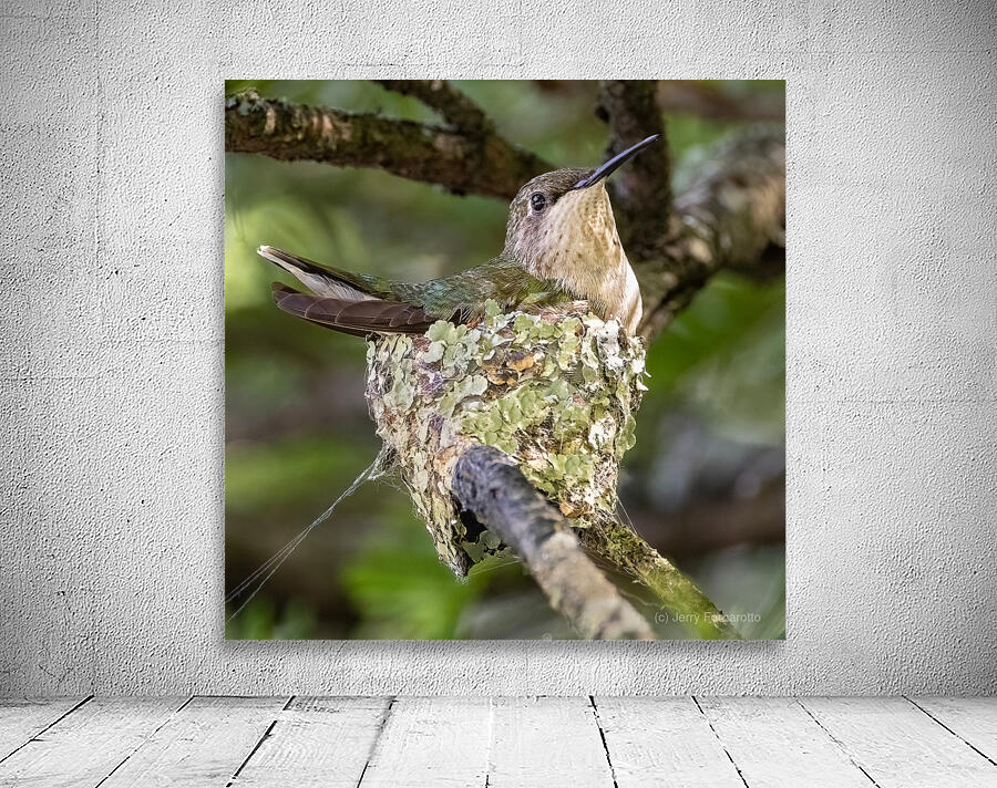 Nesting Ruby-throated Humminngbird Wall Preview