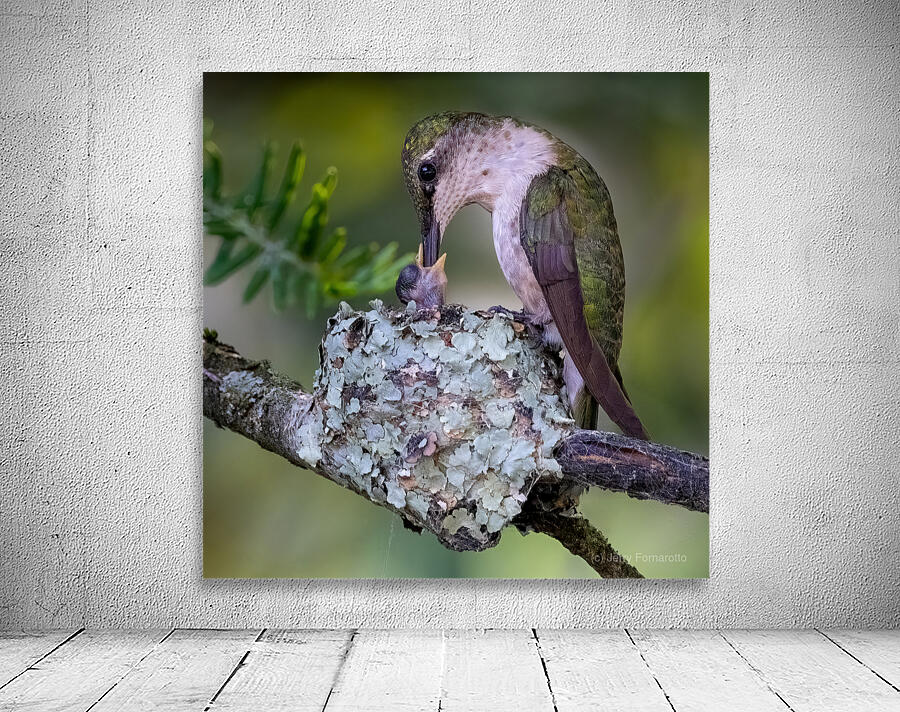 Ruby-throated Hummingbird Feed Chick Wall Preview