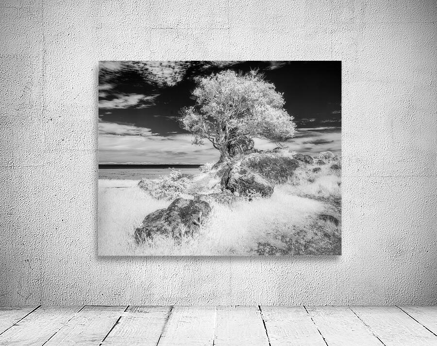 Turtle Back Hill Tree Infrared Wall Preview