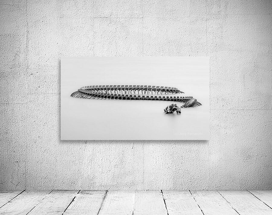 Serpent d’Ocean B W Wall Preview