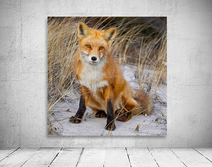 Red Fox Sitting Wall Preview