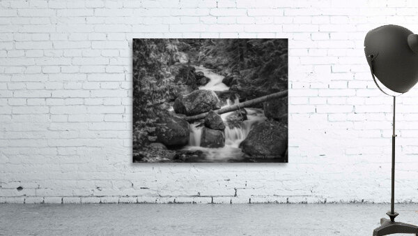 Forest Stream B W 4183b Wall Preview