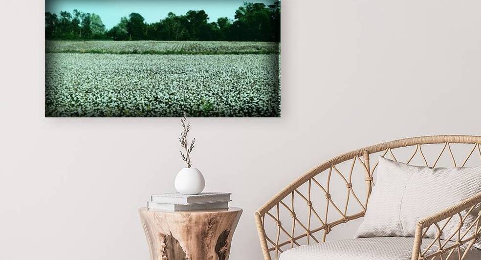 Cotton Fields holds stories...  by Snap In Motion 