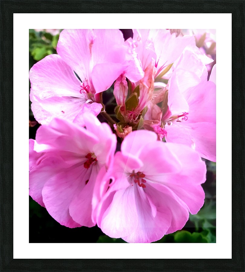 Pink Flower Picture Frame print