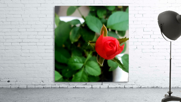 Rose Petal Wall Preview