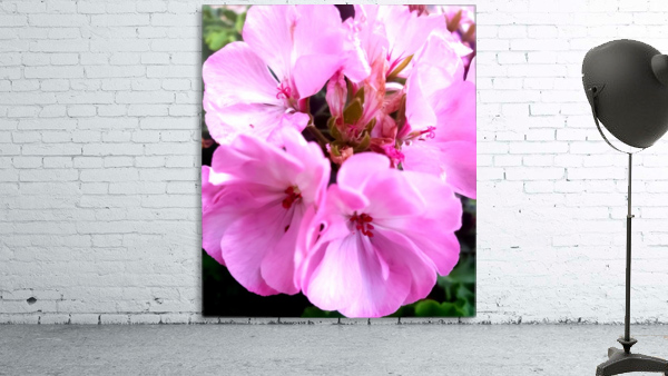 Pink Flower Wall Preview