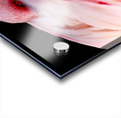 0212 Flamingo Acrylic print