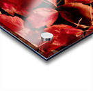 Autumn Red Leaf Panorama Acrylic print