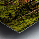 9395 Forest panorama Metal print