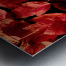 Autumn Red Leaf Panorama Metal print