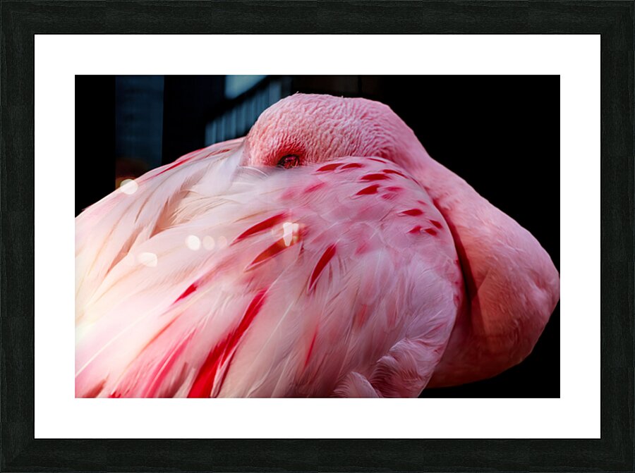 0212 Flamingo Picture Frame print