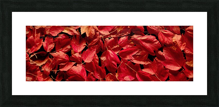 Autumn Red Leaf Panorama Picture Frame print