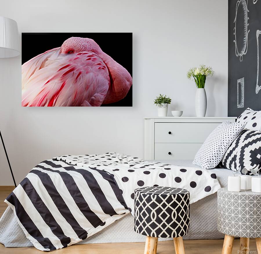 0212 Flamingo Reproduction