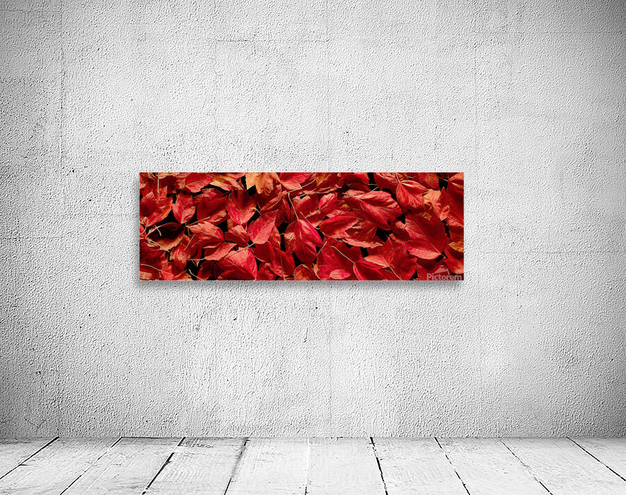 Autumn Red Leaf Panorama Wall Preview