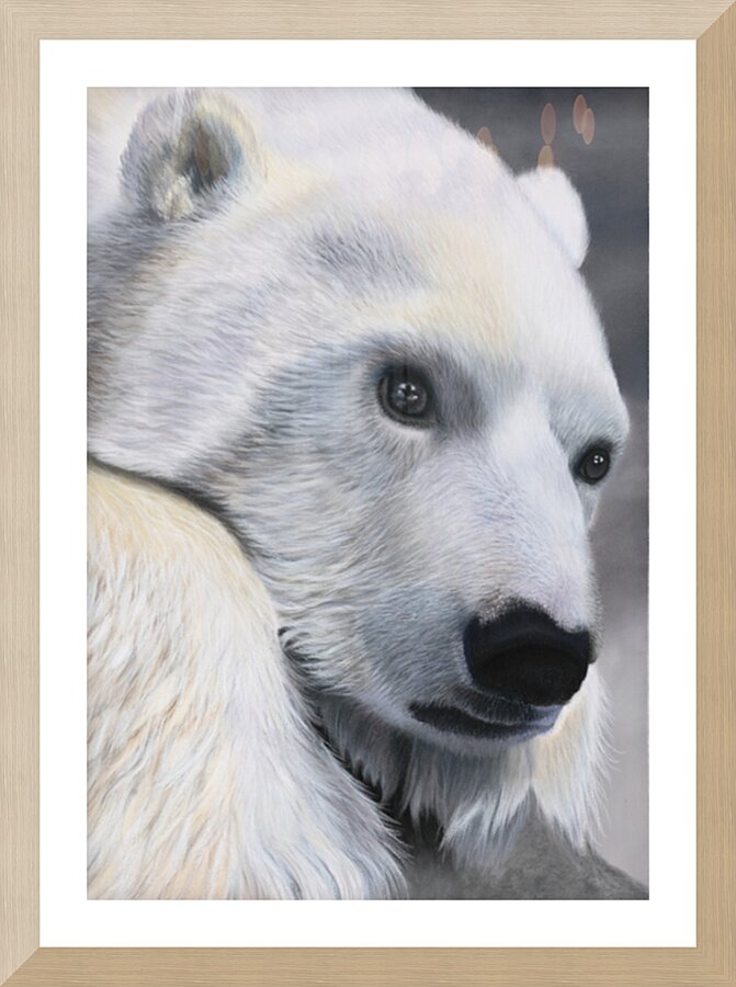 Polar Gaze Picture Frame print