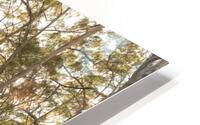 Boranup Lookout HD Metal print
