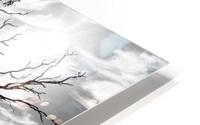 Lone Tree HD Metal print