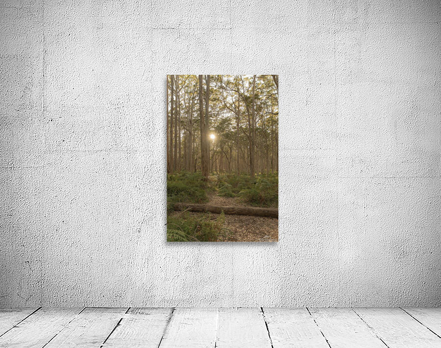 Boranup Lookout Wall Preview