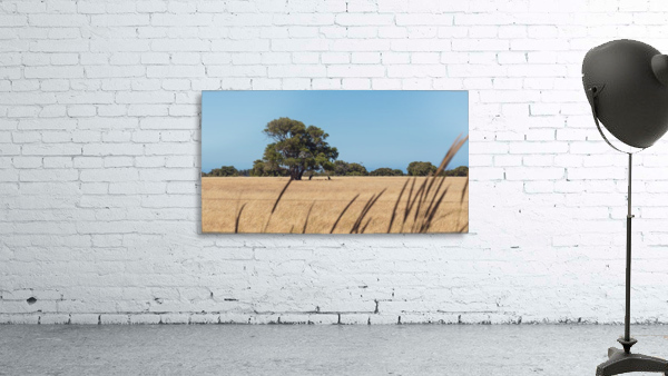 Resting Roos Wall Preview