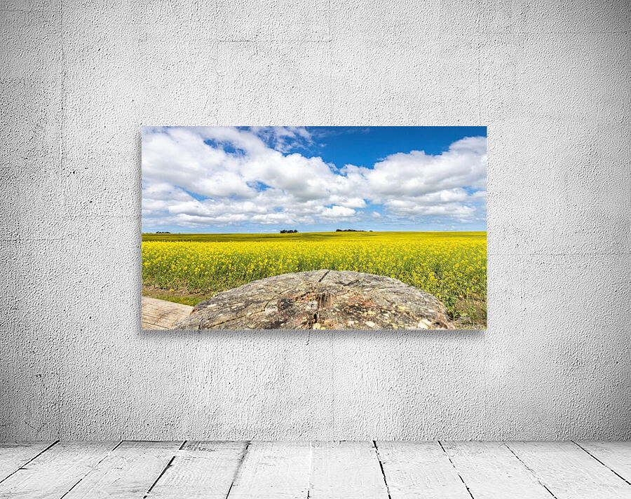 Canola Fields Wall Preview