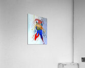O-Red Head Parrot Acrylic Print