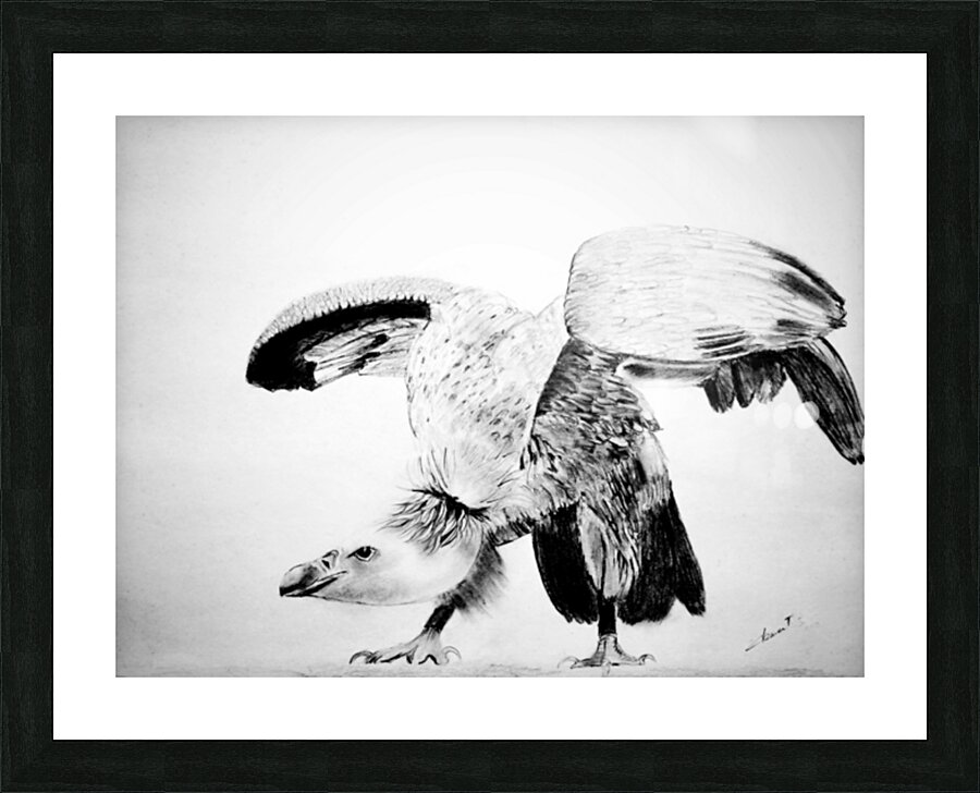 P- Wild Hawk Picture Frame print