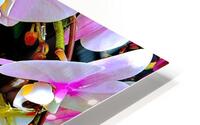 BO-Phalaenopsis  HD Metal print