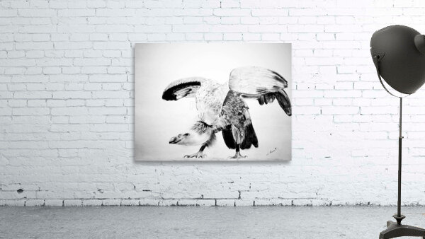 P- Wild Hawk Wall Preview