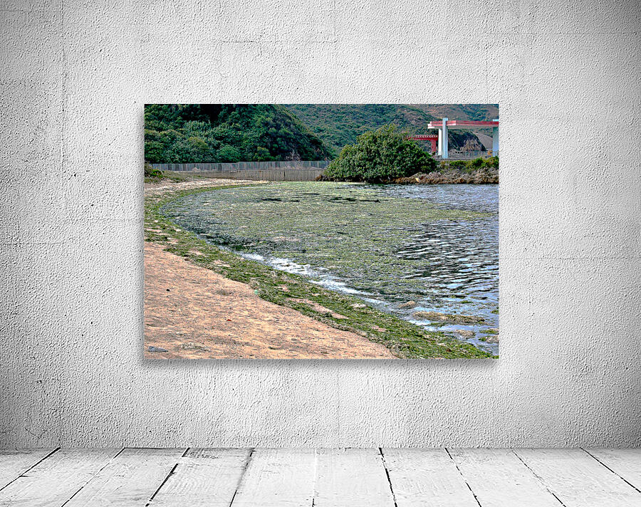 HK-FV-The Seaweed along the seaside at Cheung Chau 01 Wall Preview
