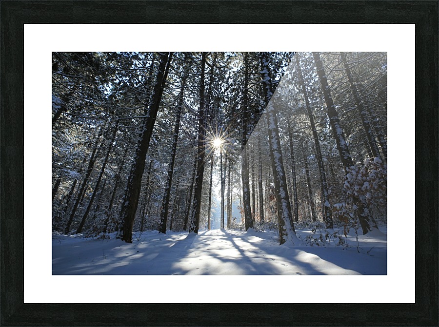 Wintry Pine Tree Arbor Picture Frame print