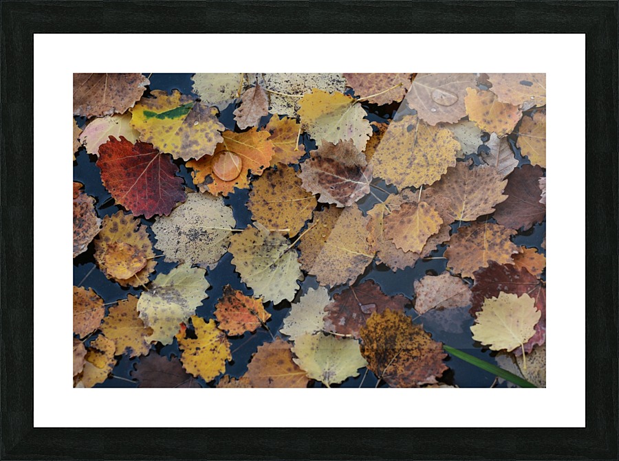 Drop on leaves Picture Frame print