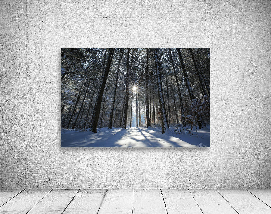 Wintry Pine Tree Arbor Wall Preview