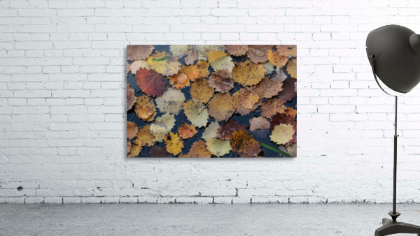 Drop on leaves Wall Preview