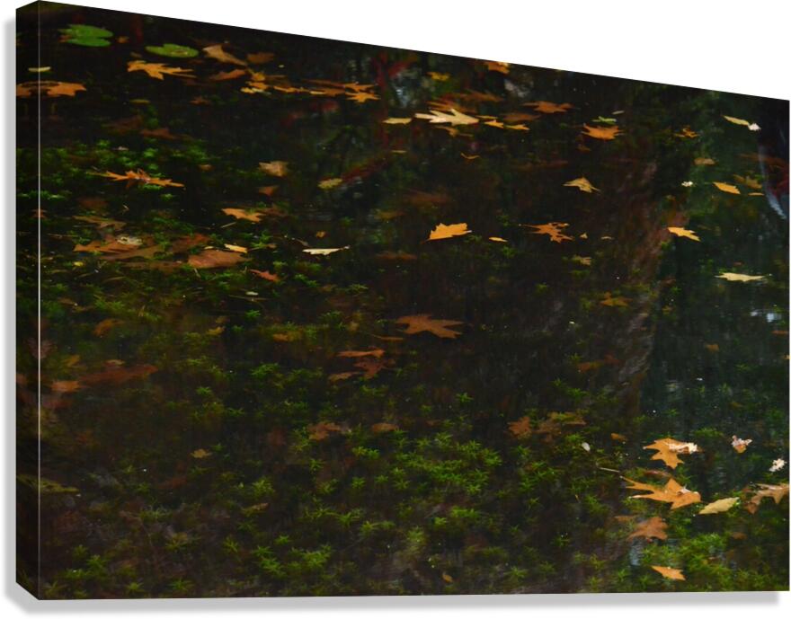 Untitled  4 Canvas Print