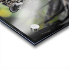 Innocent Innocent Prowler - Wild Feline Portrait Art Prints Acrylic print