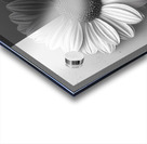 50 50 - Black & White Floral Art Prints Acrylic print