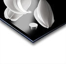 Lily Of The Light - Monochrome Lily Floral Art Prints Acrylic print