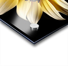 Petal Perspective 48 - Macro Floral Art Prints Acrylic print