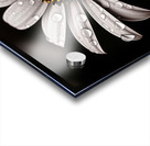 Petal Perspective 44 - Macro Floral Art Prints Impression Acrylique