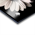 Petal Perspective 31 - Macro Floral Art Prints Acrylic print